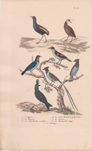 Gravure d'Oiseaux, Pl 28 - 1 L'Agami - 2 Le Magoua - 3 Le Gobe-Mouche à collier - 5 Le Savana - 6 Le Moucherolle ...