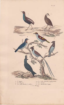 Gravure d'Oiseaux, Pl 28 - 1 L'Agami - 2 Le Magoua - 3 Le Gobe-Mouche à collier - 5 Le Savana - 6 Le Moucherolle .... BUFFON