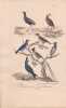 Gravure d'Oiseaux, Pl 28 - 1 L'Agami - 2 Le Magoua - 3 Le Gobe-Mouche &agrave; collier - 5 Le Savana - 6 Le Moucherolle .... BUFFON