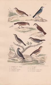 Gravure d'Oiseaux, Pl 29 - 1 L'Alouette des champs - 2 La Farlouse - 3 L'Alouette Calandre - 4 L'Alouette Sirli - 5 Le ...