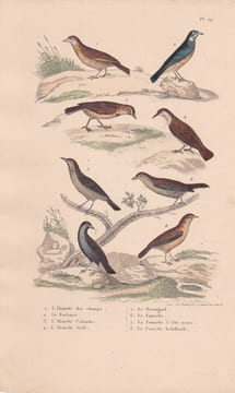 Gravure d'Oiseaux, Pl 29 - 1 L'Alouette des champs - 2 La Farlouse - 3 L'Alouette Calandre - 4 L'Alouette Sirli - 5 Le .... BUFFON
