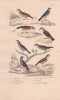 Gravure d'Oiseaux, Pl 29 - 1 L'Alouette des champs - 2 La Farlouse - 3 L'Alouette Calandre - 4 L'Alouette Sirli - 5 Le .... BUFFON