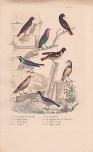 Gravure d'Oiseaux, Pl 30 - 1 Le Rossignol de Muraille - 2 Le Rouge Queue - 3 Le Rouge Gorge - 4 L'Alouette Sirli - 5 Le ...