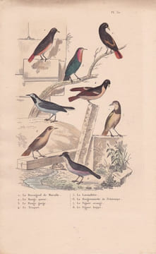 Gravure d'Oiseaux, Pl 30 - 1 Le Rossignol de Muraille - 2 Le Rouge Queue - 3 Le Rouge Gorge - 4 L'Alouette Sirli - 5 Le .... BUFFON