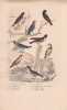 Gravure d'Oiseaux, Pl 30 - 1 Le Rossignol de Muraille - 2 Le Rouge Queue - 3 Le Rouge Gorge - 4 L'Alouette Sirli - 5 Le .... BUFFON