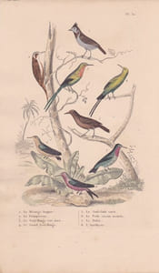 Gravure d'Oiseaux, Pl 32 - 1 La Mésange huppée - 2 Le Grimpereau- 3 Le Souï-Manga vert doré - 4 Le Guit-Guit varié - ...