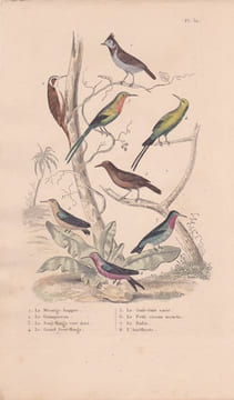 Gravure d'Oiseaux, Pl 32 - 1 La Mésange huppée - 2 Le Grimpereau- 3 Le Souï-Manga vert doré - 4 Le Guit-Guit varié - .... BUFFON