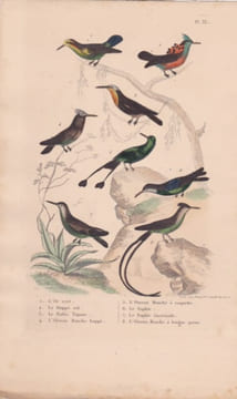 Gravure d'Oiseaux, Pl 33 - 1 L'Or vert - 2 Le Huppe col - 3 Le Rubis Topaze - 4 L'Oiseau Mouche huppé - 5 L'Oiseau Mouche ....... BUFFON