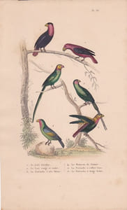 Gravure d'Oiseaux, Pl 36 - 1 Le Lori tricolor...- 3 La Perruche à tête bleue - 4 Le Moineau de Guinée - 5 La Perruche à ...