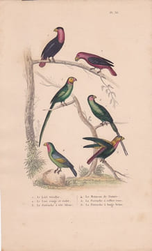 Gravure d'Oiseaux, Pl 36 - 1 Le Lori tricolor...- 3 La Perruche à tête bleue - 4 Le Moineau de Guinée - 5 La Perruche à .... BUFFON