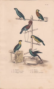 Gravure d'Oiseaux, Pl 38 - 1 Le Meunier - 2 Le Crik à face bleue - 3 Le Papegai maillé - 4 Le Tavoua - 5 le Maïpouri - 6 ..