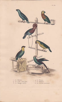 Gravure d'Oiseaux, Pl 38 - 1 Le Meunier - 2 Le Crik à face bleue - 3 Le Papegai maillé - 4 Le Tavoua - 5 le Maïpouri - 6 ... BUFFON