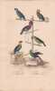 Gravure d'Oiseaux, Pl 38 - 1 Le Meunier - 2 Le Crik &agrave; face bleue - 3 Le Papegai maill&eacute; - 4 Le Tavoua - 5 le Ma&iuml;pouri - 6 ... BUFFON