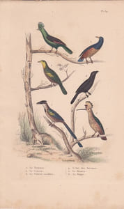 Gravure d'Oiseaux, Pl 39 - 1 Le Touraco - 2 Le Coucou - 3 Le Coucou verdâtre - 4 L'Anis des Savanes- 5 Le Houtou- 6 ..