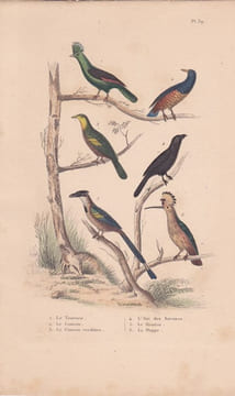 Gravure d'Oiseaux, Pl 39 - 1 Le Touraco - 2 Le Coucou - 3 Le Coucou verdâtre - 4 L'Anis des Savanes- 5 Le Houtou- 6 ... BUFFON
