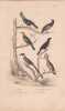 Gravure d'Oiseaux, Pl 39 - 1 Le Touraco - 2 Le Coucou - 3 Le Coucou verd&acirc;tre - 4 L'Anis des Savanes- 5 Le Houtou- 6 ... BUFFON