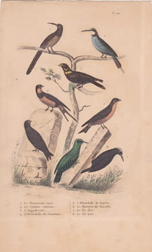 Gravure d'Oiseaux, Pl 40- 1 Le Promerops rayé - 2 Le Guépier commun - 3 L'Angoulevant - 4 L'Hirondelle de cheminée - 6 .... BUFFON