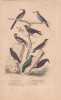 Gravure d'Oiseaux, Pl 40- 1 Le Promerops ray&eacute; - 2 Le Gu&eacute;pier commun - 3 L'Angoulevant - 4 L'Hirondelle de chemin&eacute;e - 6 .... BUFFON