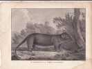 Gravure n&deg; 8  - Un opossum de la Terre de Van-Diemen " - A Voyage to the Pacific Ocean [Third Voyage]". COOK (Captain James) 