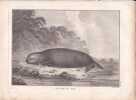 Gravure n&deg; 43 -  Loutre de mer " - A Voyage to the Pacific Ocean [Third Voyage]". COOK (Captain James) 