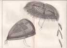 Gravure n&deg; 56 -  Chapeaux des Naturels d'Oonalashka " - A Voyage to the Pacific Ocean [Third Voyage]". COOK (Captain James) 