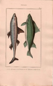 Gravure de Poissons, Pl 14 - 1 Le Squale Aiguillat - Le Squale humantin