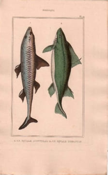 Gravure de Poissons, Pl 14 - 1 Le Squale Aiguillat - Le Squale humantin. BUFFON