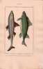 Gravure de Poissons, Pl 14 - 1 Le Squale Aiguillat - Le Squale humantin. BUFFON