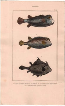 Gravure de Poissons, Pl 23 - 1 L'Ostracion museau allongé - 2 L'Ostracion moucheté - 3 L'Ostracion dromadaire. BUFFON