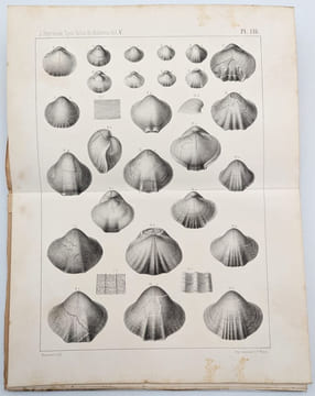 Brachiopodes. Études Locales. Extraits du Système Silurien du Centre de la Bohême. Vol. V. Brachiopodes. BARRANDE, Joachim