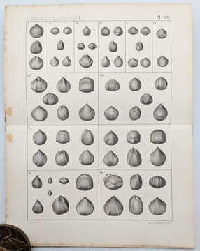 Brachiopodes. Études Locales. Extraits du Système Silurien du Centre de la Bohême. Vol. V. Brachiopodes. BARRANDE, Joachim