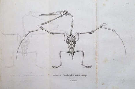 Discours sur les révolutions de la surface du globe, et sur les changements qu'elles ont produits dans le règne animal. CUVIER, Georges