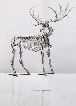Discours sur les révolutions de la surface du globe, et sur les changements qu'elles ont produits dans le règne animal. CUVIER, Georges
