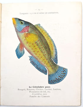[Catalogue]. KLINCKSIECK (Librairie des Sciences Naturelles Paul) ; LHOMME, Léon (Successeur)