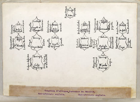 En Afrique Équatoriale [Chasse aux trophées en Afrique orientale britannique]. TAPUSCRIT | COCHIN, Suzanne (épouse DE LA MOTTE SAINT-PIERRE)