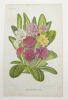 Variétés de Primula acaulis : lithographie. STROOBANT, P