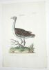 Der Trapp : gravure. MEYER, Johann Daniel