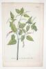 Amaranthus baccifer circe? folio  : gravure. [GRAVURE]