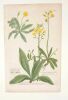 Auricula muris [...]  Auricula muris pobyanthos repens [...]  Auricula muris, seu pilo [...]   : gravure. [GRAVURE]