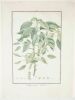 Parietaria arborea : gravure. FOSSIER et JUILLET, Jacques