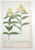 Blattaria lutea major [...] Blattaria lutea bifoliata : gravure. [GRAVURE]