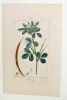 Fénu-grec : gravure. TURPIN, P. et LAMBERT Jeune