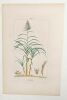 Sucre : gravure. TURPIN, P. et LAMBERT Jeune