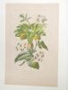 Belladonna Mandragera [...] Solamun Dalcamara : lithographie. [GRAVURE]