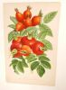 Rosiers à fruit. Rosa Villosa et Rosa Rugosa : lithographie. [GRAVURE]