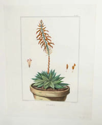 Aloès : lithographie