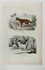 Le chacal. Le chien de Sibérie : lithographie. DOUDIET et BEYER
