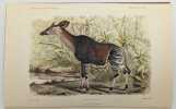 Recherche sur l'okapi et les girafes de l'Est africain : première partie seule. ROTHSCHILD, Maurice de; NEUVILLE, Henri