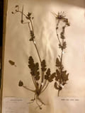Herbier historique universitaire. HERBIER