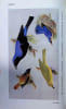 Popular handbook of Indian Birds. Hugh Whistler